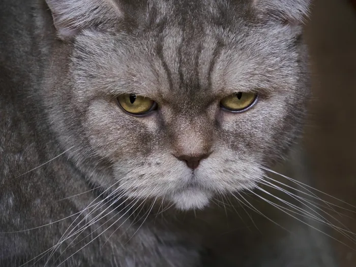 Framed Print : Serious lilac scottish cat, close-up Framed Print : Serious lilac scottish cat, close-up