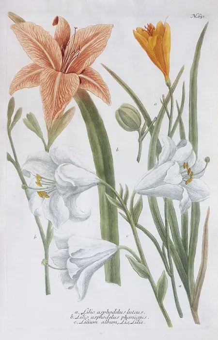 Framed Print : Lilies (Lilium), coloured copper engraving from Phytanthoza Iconographia by Johann Wilhelm Weinmann