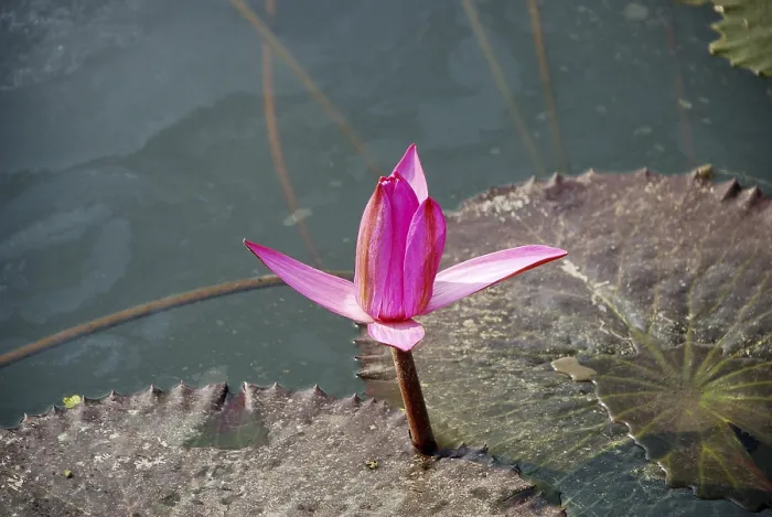 Framed Print : Lily bud flowering in pond Framed Print : Lily bud flowering in pond