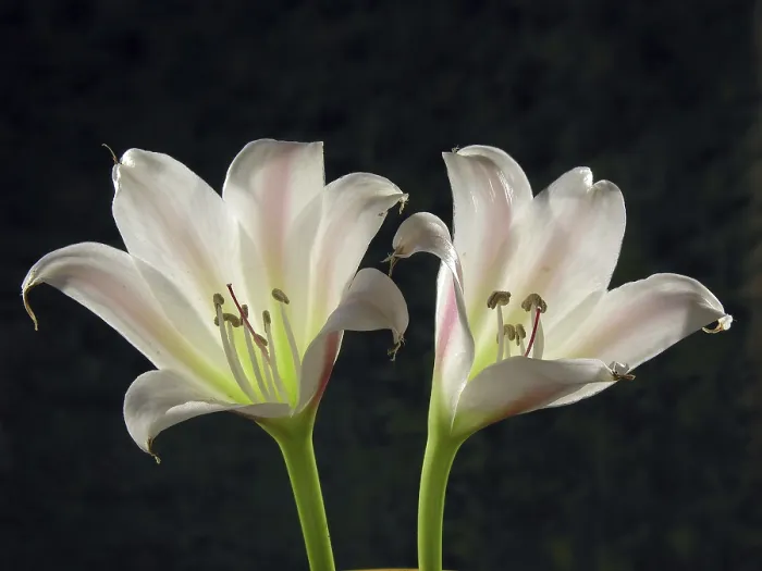 Framed Print : Lily flowers on black background