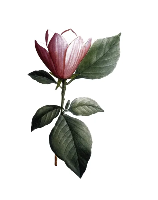 Framed Print : Lily magnolia, Magnolia discolor