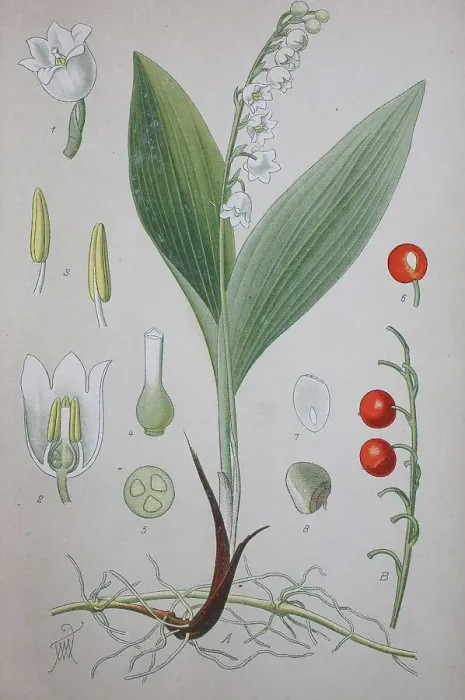 Framed Print : Lily of the valley (Convallaria majalis)