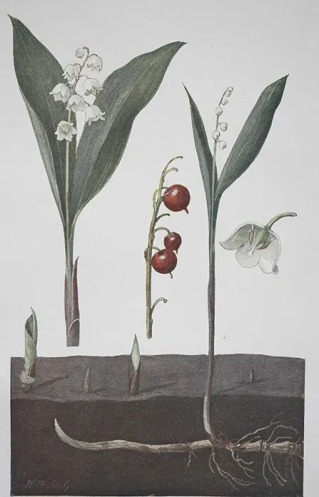 Framed Print : Lily of the valley (Convallaria majalis)