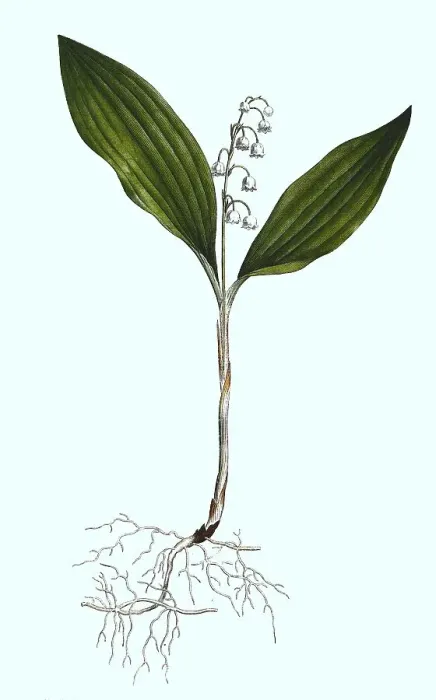 Framed Print : Lily of the Valley (Convallaria majalis) Framed Print : Lily of the Valley (Convallaria majalis)