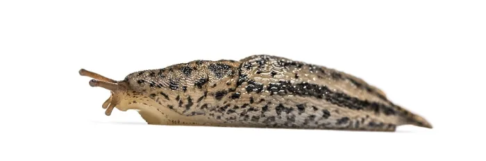 Framed Print : Limax maximus, literally, biggest slug