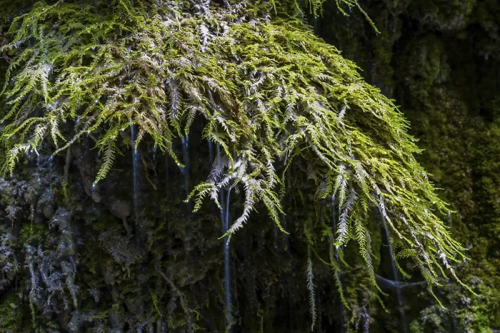 Framed Print : Limestone crusts on Mossen, Hinanger waterfalls
