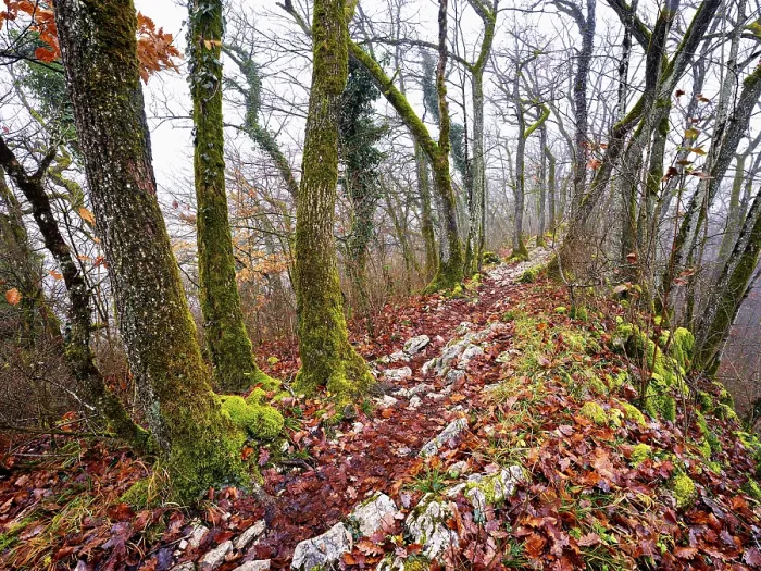 Framed Print : Limestone trail leads through forest covered with moss trees