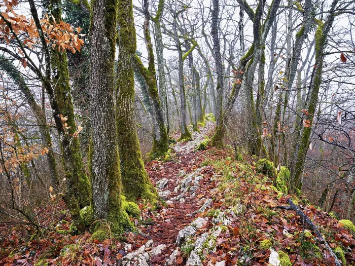 Framed Print : Limestone trail leads through forest covered with moss trees Framed Print : Limestone trail leads through forest covered with moss trees