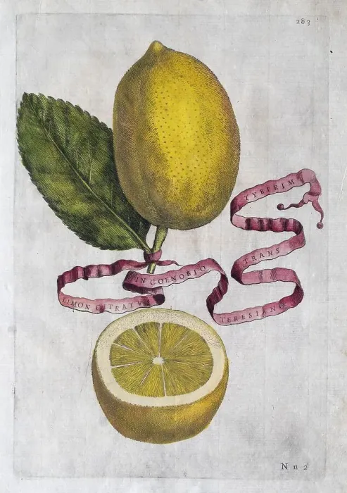 Framed Print : Limon Citratus, citrus fruit, hand-coloured copperplate engraving from Giovanni Baptista Ferrari Hesperides Framed Print : Limon Citratus, citrus fruit, hand-coloured copperplate engraving from Giovanni Baptista Ferrari Hesperides