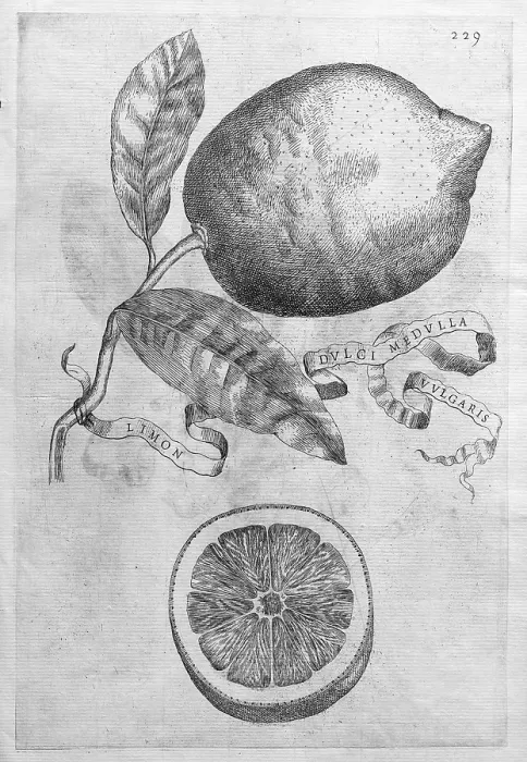 Framed Print : Limon Dulgi Medulla Vulgaris, lemon