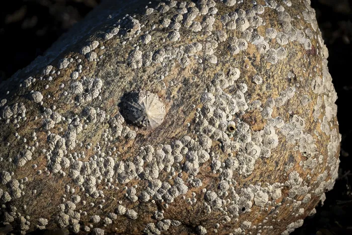 Framed Print : Limpet and barnacles (Patella vulgata)