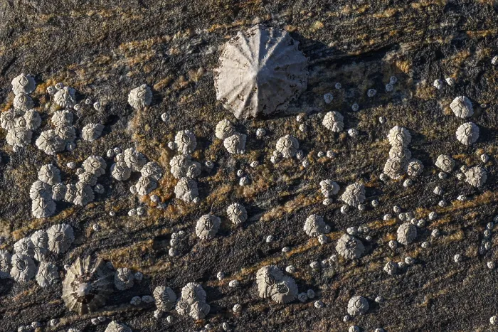 Framed Print : Limpet and barnacles (Patella vulgata)