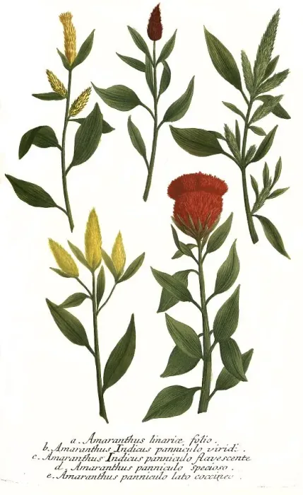Framed Print : linariae, indicus panniculo, indicus panniculo (flavescente) Framed Print : linariae, indicus panniculo, indicus panniculo (flavescente)