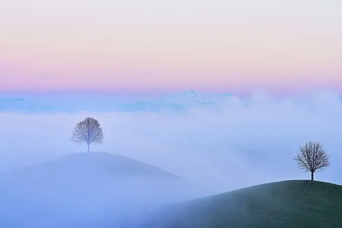 Framed Print : Linden trees (Tilia), in drumlin landscape in the fog Framed Print : Linden trees (Tilia), in drumlin landscape in the fog
