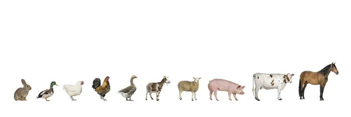 Framed Print : Line of farm animals including a horse