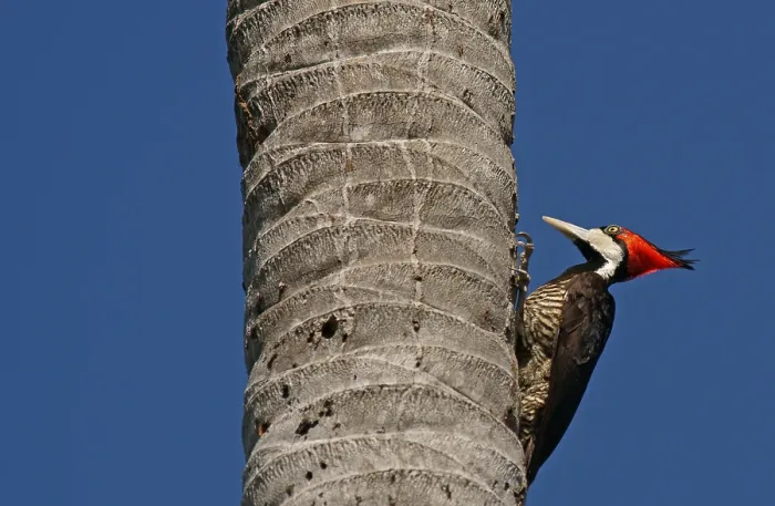 Framed Print : Lineated Woodpecker (Dryocopus lineatus) perched on a palm trunk Framed Print : Lineated Woodpecker (Dryocopus lineatus) perched on a palm trunk