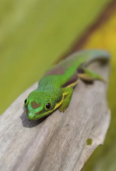 Framed Print : Lined day gecko (Phelsuma lineata) Framed Print : Lined day gecko (Phelsuma lineata)