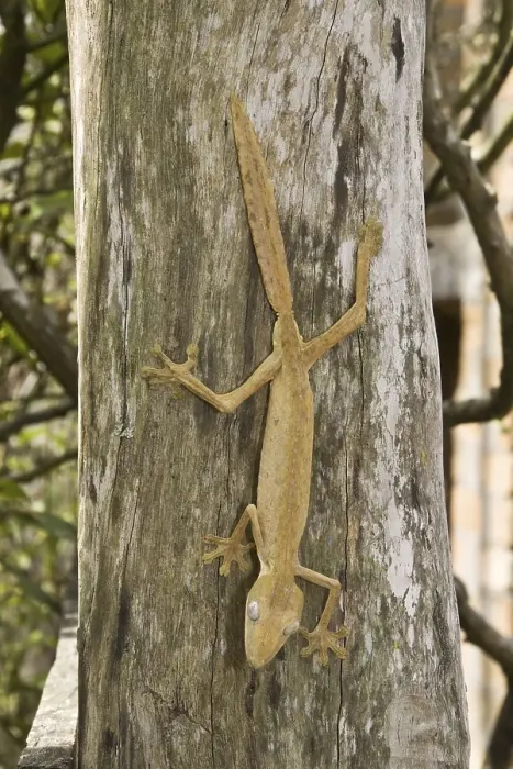 Framed Print : Lined leaf-tail gecko (Uroplatus lineatus) Framed Print : Lined leaf-tail gecko (Uroplatus lineatus)