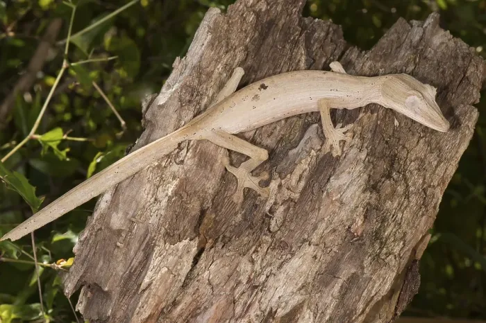 Framed Print : Lined Leaf-Tailed Gecko (Uroplatus lineatus)