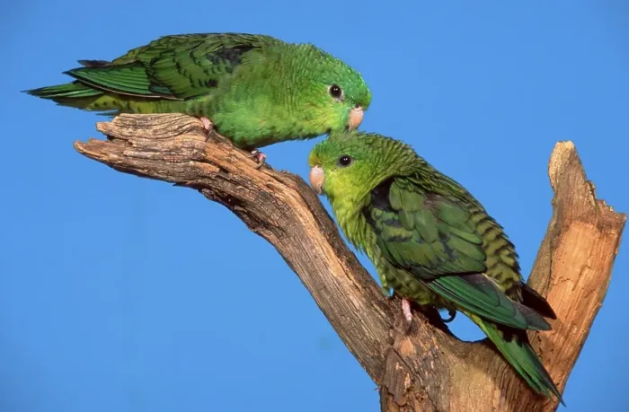 Framed Print : Lineolated (Bolborhynchus lineola) Parakeets, pair