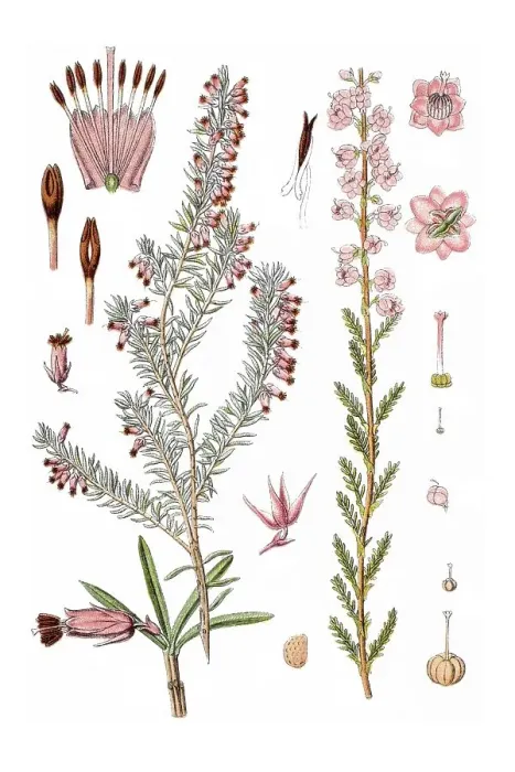 Framed Print : Links: Winter heath (Erica carnea) Framed Print : Links: Winter heath (Erica carnea)