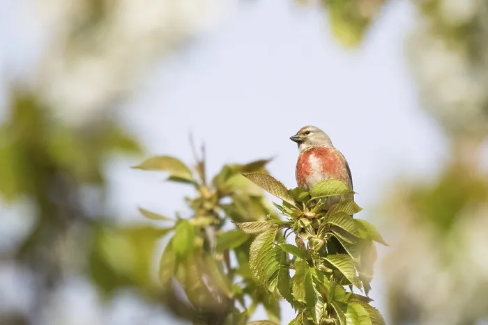 Framed Print : Linnet (Carduelis cannabina), standing on cherry tree branch