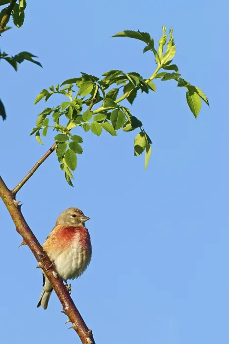 Framed Print : Linnet, Common Linnet, Eurasian Linnet