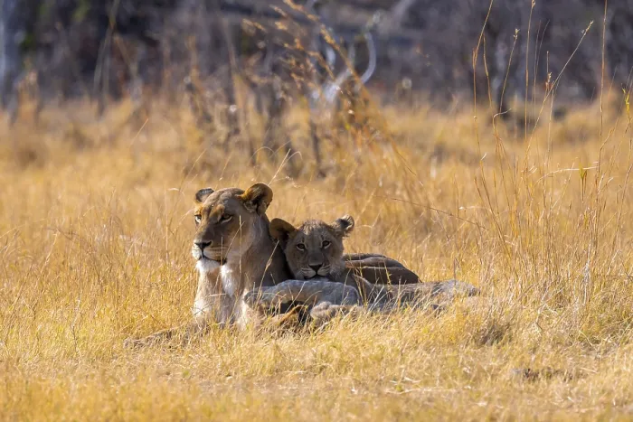 Framed Print : Lion cub and lioness, lion (Panthera Leo) lying in grass Framed Print : Lion cub and lioness, lion (Panthera Leo) lying in grass