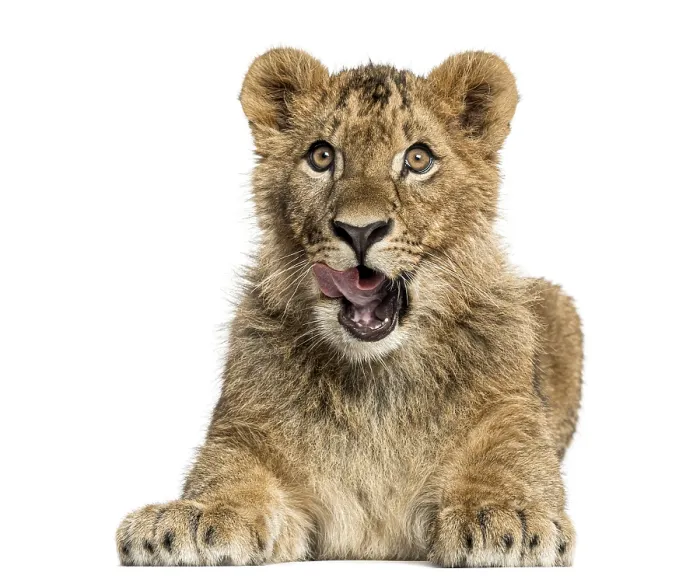 Framed Print : Lion cub lying and looking greedily Framed Print : Lion cub lying and looking greedily