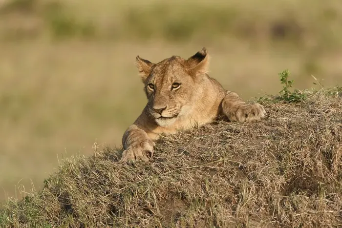 Framed Print : Lion cub (Panthera leo) in the evening light on a termite mound Framed Print : Lion cub (Panthera leo) in the evening light on a termite mound