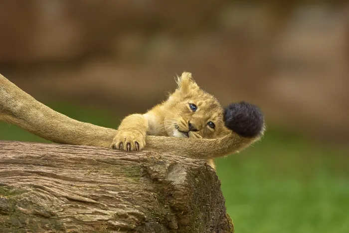 Framed Print : A lion cub plays playfully on a log with its mother's tail