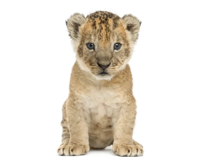 Framed Print : Lion cub sitting, looking at the camera