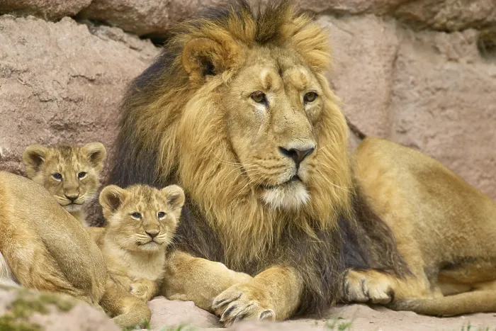 Framed Print : Lion with cubs resting on rocks in their natural environment