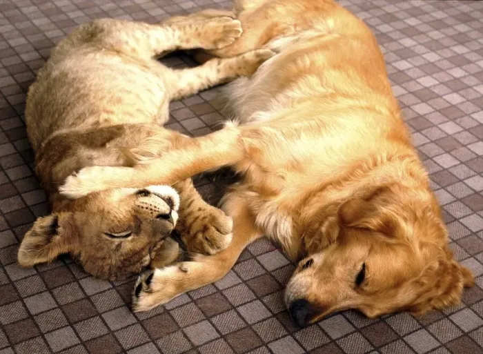 Framed Print : Lion and dog cuddling, England, Great Britain Framed Print : Lion and dog cuddling, England, Great Britain