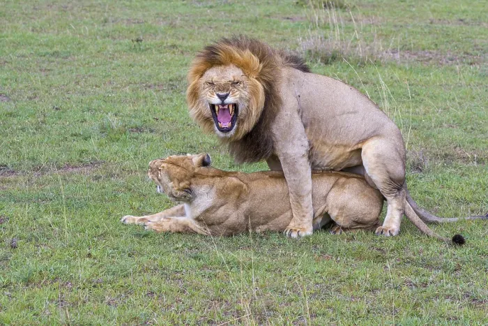 Framed Print : Lion and lioness mate, Copula, Africa Framed Print : Lion and lioness mate, Copula, Africa