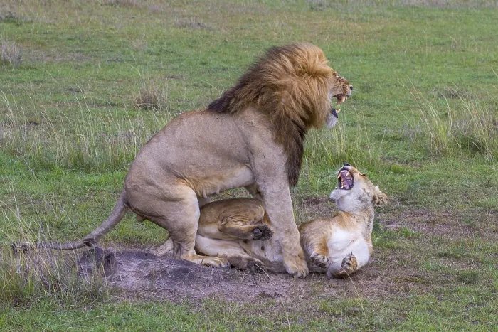Framed Print : Lion and lioness mate, Copula, Africa Framed Print : Lion and lioness mate, Copula, Africa