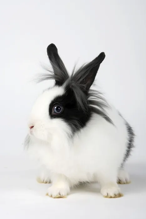 Framed Print : Lion-maned dwarf rabbit, black and white