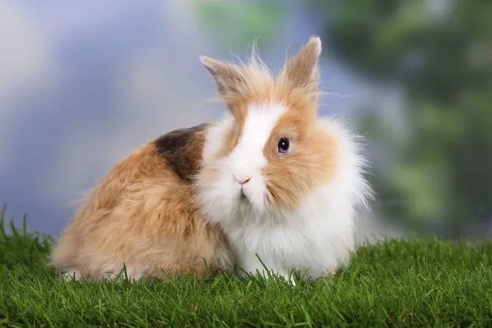 Framed Print : Lion-maned dwarf rabbit, lion-headed rabbit