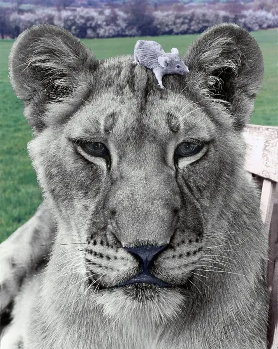 Framed Print : Lion with mouse on his head, England