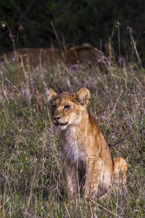 Framed Print : Lion offspring (Panthera leo), South Africa Framed Print : Lion offspring (Panthera leo), South Africa