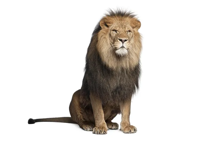 Framed Print : Lion, Panthera leo, 8 years old Framed Print : Lion, Panthera leo, 8 years old