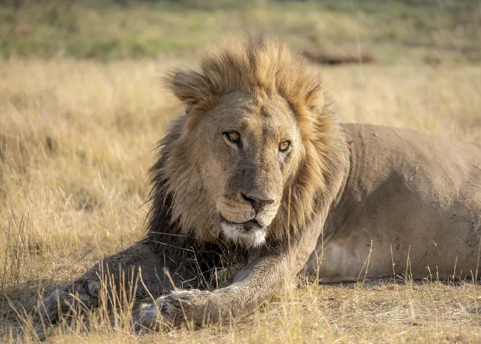 Framed Print : Lion (Panthera leo), adult male