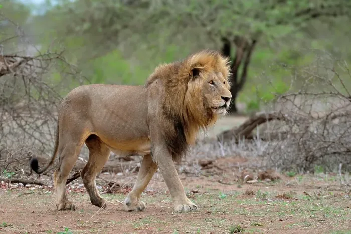 Framed Print : Lion (Panthera leo), adult male walking, Kruger National Park, South Africa, Africa