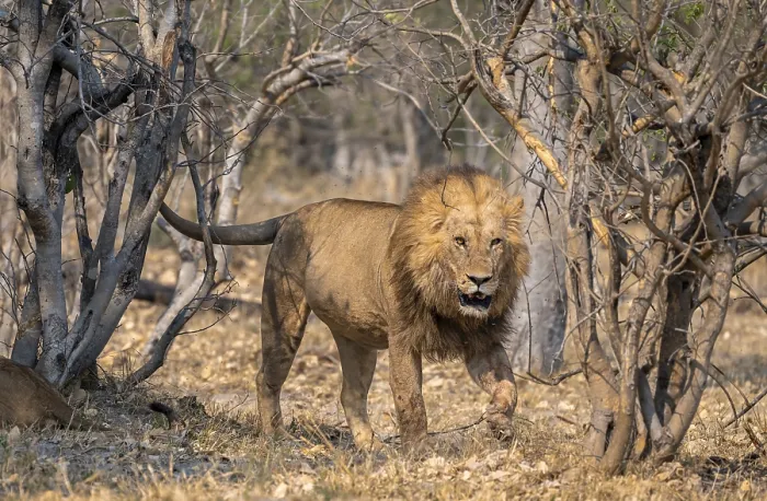Framed Print : Lion (Panthera leo), adult male walking