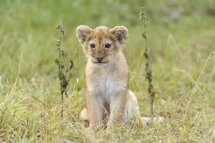Framed Print : Lion (Panthera leo) cub, Massai Mara