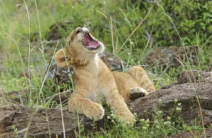 Framed Print : Lion (Panthera leo), cub yawning