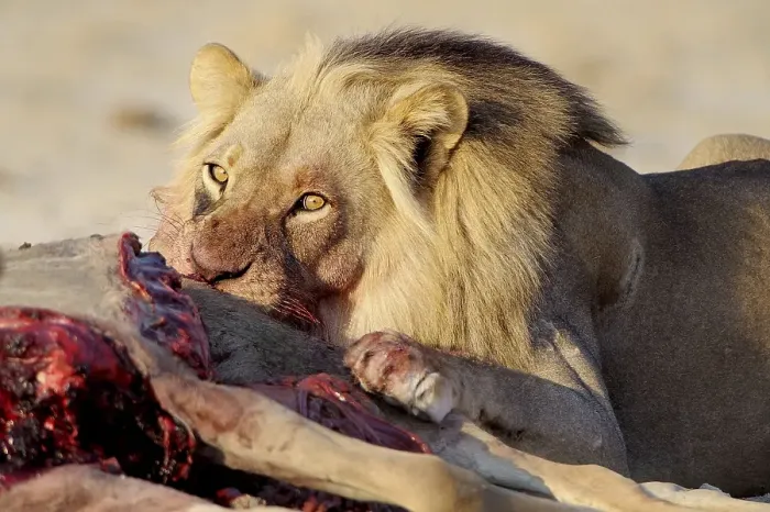 Framed Print : Lion (Panthera leo), feeding, Nxai Pan National Park