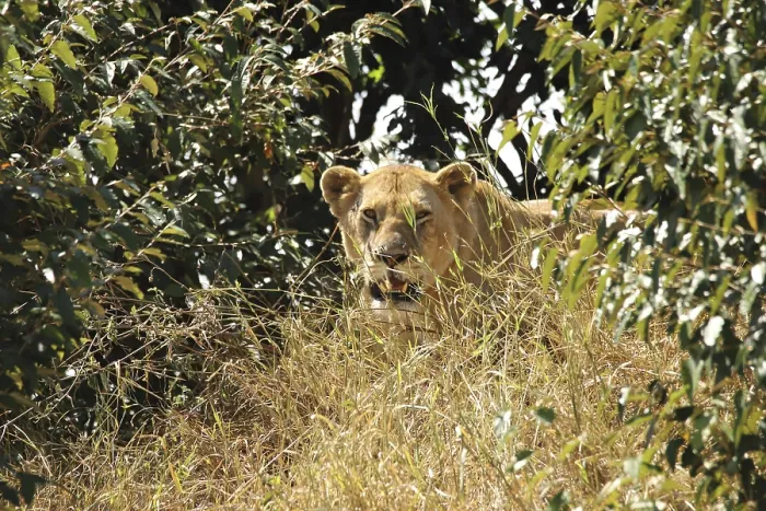 Framed Print : A lion, Panthera leo, is well hidden among the bushes and behind the tall grass of the Masai Mara in Kenya