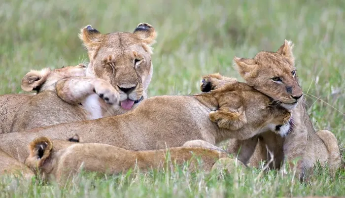 Framed Print : Lion (Panthera leo), lioness with cubs