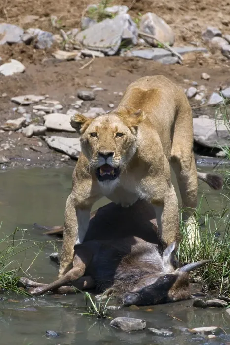 Framed Print : Lion (Panthera leo), lioness with prey
